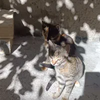 واگذاری گربه خانگی|گربه|مراغه, |دیوار