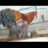 فروش تخم نطفه دار مرغ های زینتی برهما و کوشین