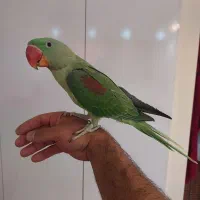 شاه طوطی نر ۴ ماهه شاه تخم دستی و رام