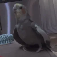 عروس هلندی گم شده