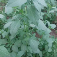 استخدام نیروی خانم