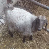 کهره قوری .بره