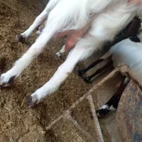 دو جفت بز پاکستانی دوقلو زا