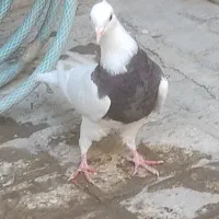 کبوتر طوقی مفلق|پرنده|اصفهان, طامه|دیوار