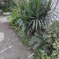 فروش و عرضه مستقیم پالم سیکاس و یوکا