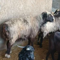 قوچ داشتی اتیقه|حیوانات مزرعه|مرودشت, مختارآباد|دیوار