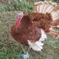 بوقلمون بوربون نر چاق|حیوانات مزرعه|مرند, |دیوار