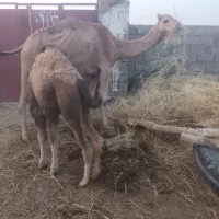 س شتر سندی دوشی هیعتی با هاشی ماده بغورفروشی