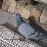 کبوتر  پرشی