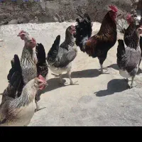 مرغ و خروس لری. تخم مرغ نطفه دار