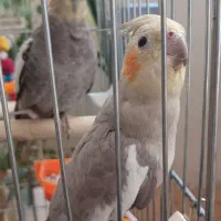 عروس هلندی نر ماده|پرنده|نسیم‌شهر, |دیوار