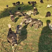 فروش 30عدد بوقلمون محلی|حیوانات مزرعه|پلدشت, |دیوار