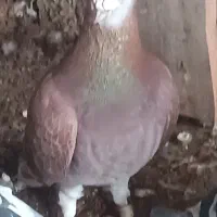 کبوتر جفتی مسابقه ای