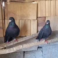 یه جفت کفتر زاغ وجوجه