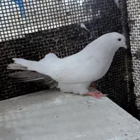 کبوتر طوقی رنگی|پرنده|ابهر, |دیوار