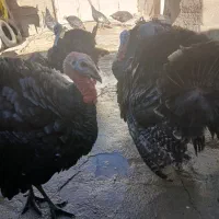 بوقلمون محلی