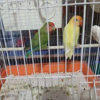 فروش دو عدد طوطی کوتوله برزیلی نرو ماده