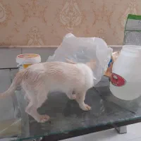 سگ اشپیتز|سگ|کاشان, ولیعصر|دیوار