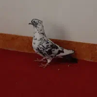 گلی دمسفید و زاغ ریشی ودمسیاه|پرنده|زرند, |دیوار