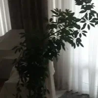 گل تزئینی|گل و گیاه طبیعی|نیشابور, دارایی|دیوار