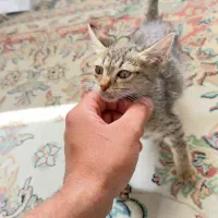 اهدای بچه گربه ۳ماهه