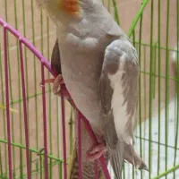 عروس هلندی