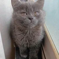 گربه های ناز