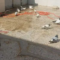 کبوتر رنگی|پرنده|بهبهان, |دیوار