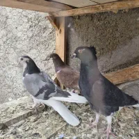 کبوتر دم گیر دستگردی خرقه سرخ|پرنده|خمینی‌شهر, |دیوار