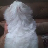 توله سگ|سگ|اصفهان, ملکشهر|دیوار