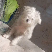 سگ شیتزو واکسن زده