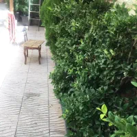 گل و گیاه