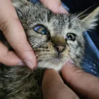 واگذاری رایگان بچه گربه نر دو ماهه|گربه|لاهیجان, فیاض|دیوار