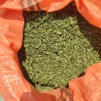 نعناع برگ