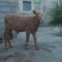 گاو‌شیری‌لیموزین‌اصل