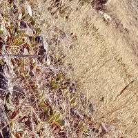 سگ  سرابی|سگ|هوراند, |دیوار