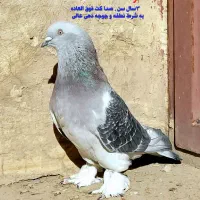 کبوتر ترکیه|پرنده|شیراز, لاله|دیوار