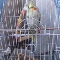 عروس هلندی بسیار زیرک