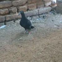 کبوتر|پرنده|رشتخوار, |دیوار