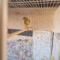 قناری جوجه سبز چمنی