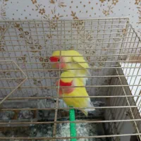مرغ عشق جفت نژاد تهرانی وکوتوله برزیلی وطوطی ملنگو|پرنده|مشهد, گلبرگ|دیوار