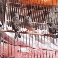 ۳تا فنج جوانه