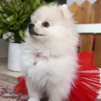 پامرایین خرسی ماده