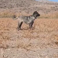 واگذاری توله سگ سرابی ماده۸ماهه زات قدیم مخصوص گله|سگ|تبریز, |دیوار