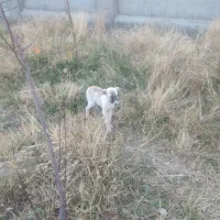 واگذاری ۲ قلاده توله سگ