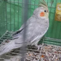 عروس هلندی وفنچ|پرنده|بابا حیدر, |دیوار