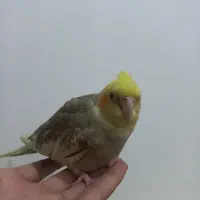 پرنده ی طوطی نر  دستی