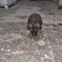 سگ ژرمن|سگ|ایذه, |دیوار