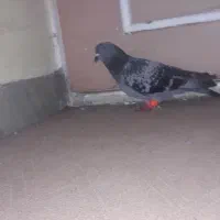 سبز پولکی|پرنده|سبزوار, قصبه شرقی|دیوار