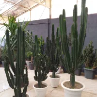 تخفیف بلک فراید گلخونه اسپلنت|گل و گیاه طبیعی|مشهد, شهرک صنعتی توس|دیوار